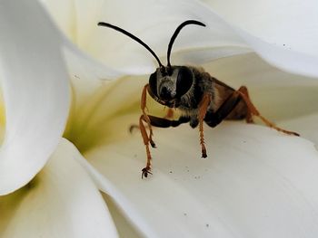 Close-up of bee pollinating flower