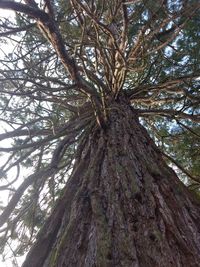 Low angle view of tree