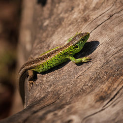 Close-up of lizard on tree