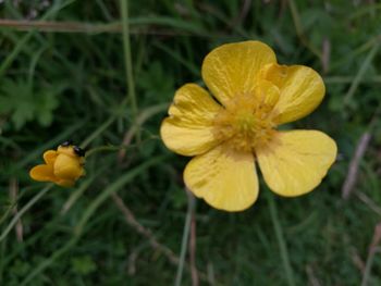 Close-up of yellow flowers