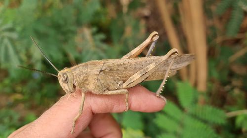 Close-up of insect on hand holding leaf