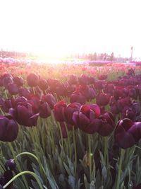 Flowers growing on field