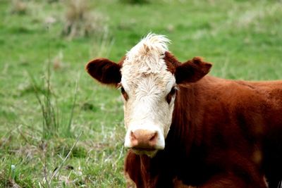 Close-up of cow standing on field