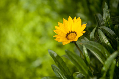 Close-up of yellow flowering plant