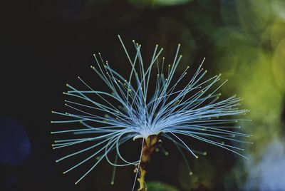 Close-up of plant against blurred background