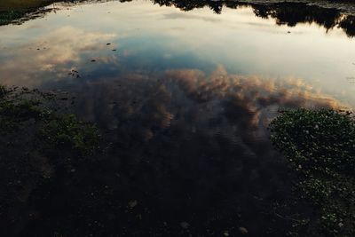 Reflection of trees in water