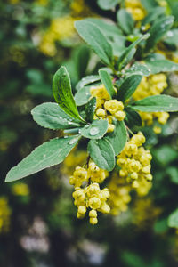 Close-up of yellow flowering plant