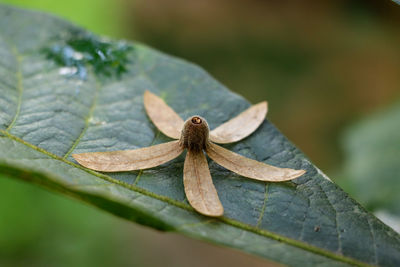 Close-up of dry flower leaves