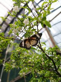 Close-up of butterfly perching on plant