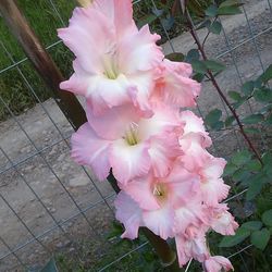 Close-up of pink flowers