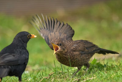 Close-up of a bird flying over field