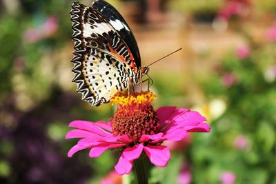 Close-up of butterfly pollinating on pink flower