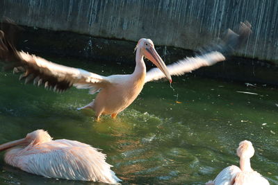 View of birds in lake