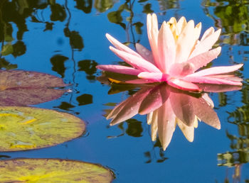 Close-up of lotus water lily in pond