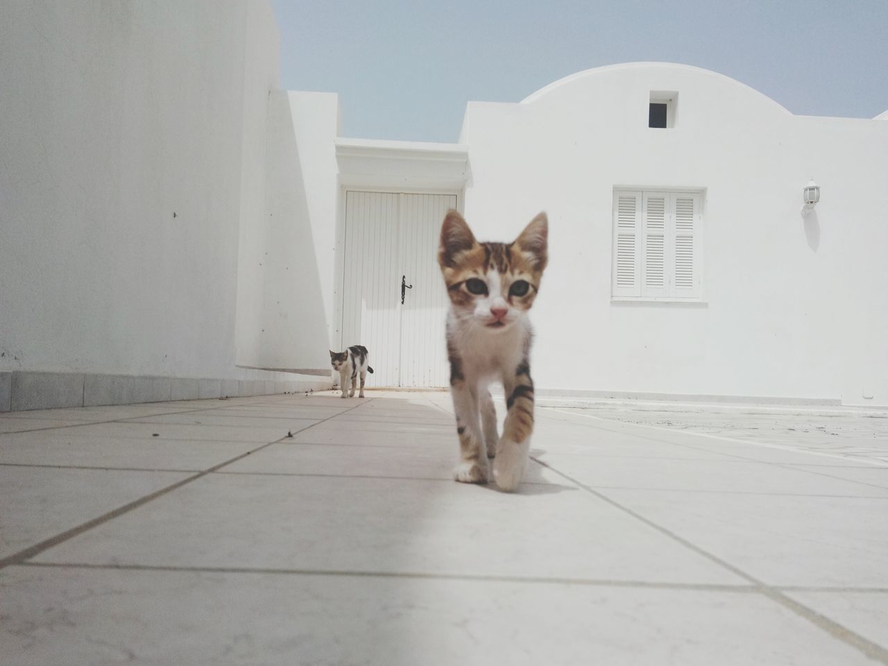 pets, domestic animals, one animal, animal themes, mammal, architecture, built structure, building exterior, dog, portrait, looking at camera, sitting, domestic cat, house, no people, day, sunlight, front view, outdoors