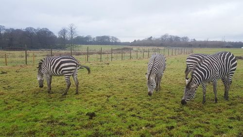 Zebra grazing on field against sky