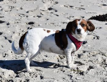 Dog standing on beach