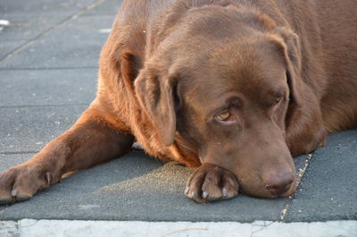 Close-up of a dog resting on sidewalk