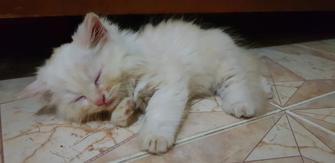 domestic, domestic animals, pets, domestic cat, cat, feline, animal themes, animal, mammal, one animal, relaxation, vertebrate, resting, flooring, indoors, no people, lying down, sleeping, white color, high angle view, tiled floor, whisker