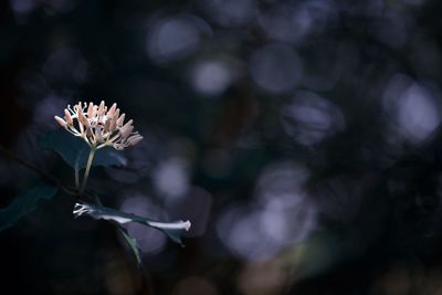 Close-up of white flowering plant