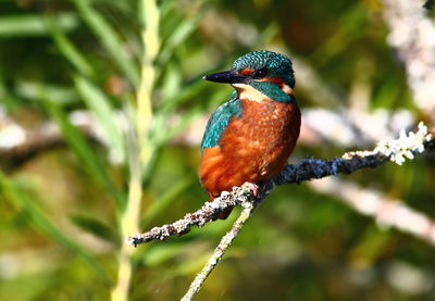 Close-up of bird perching on branch