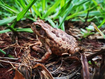 Close-up on rainforestal toad