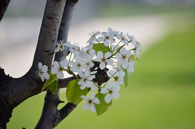 Close-up of tree branch