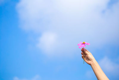 Low angle view of hand holding purple flowering plant against blue sky