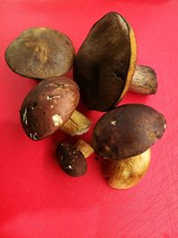 Close-up of red chili peppers