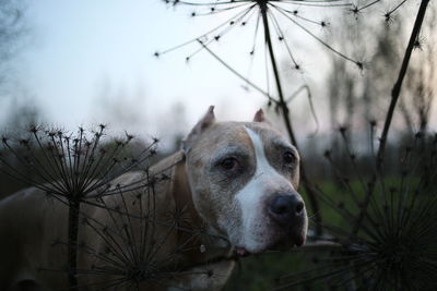 Portrait of dog on field
