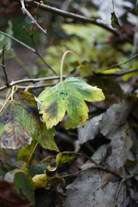 Close-up of leaves against blurred background