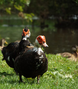 Muscovy ducks on grass at lakeshore