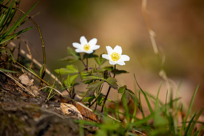 Close-up of white flowering plants on field