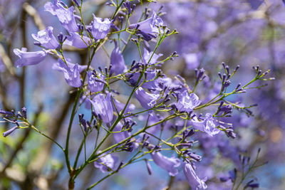 Close-up of purple flowering plant