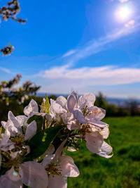 Close-up of white apple blossoms in spring