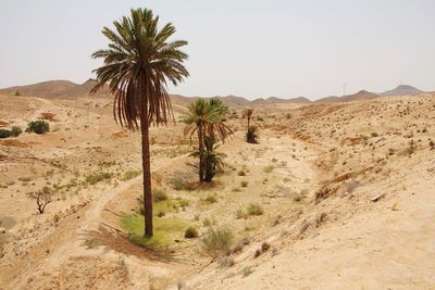 Scenic view of desert against clear sky