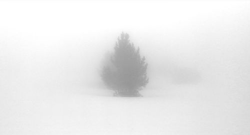 Trees on snow covered landscape