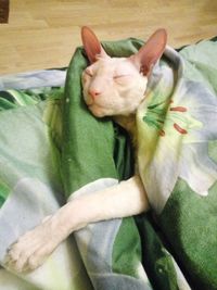 High angle view of cat sleeping on bed