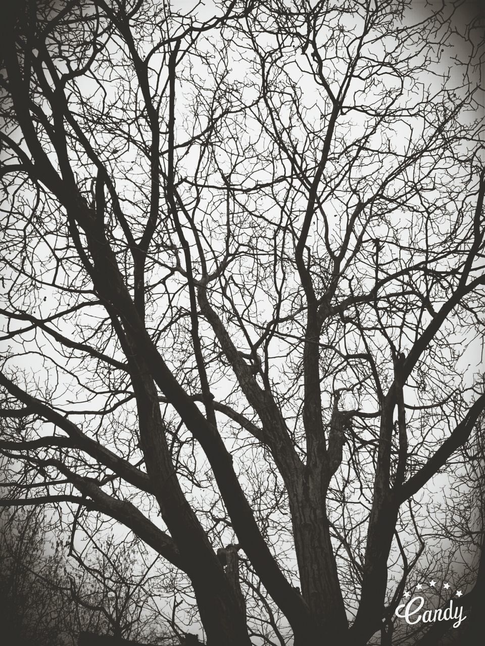 tree, low angle view, nature, backgrounds, full frame, no people, branch, beauty in nature, bare tree, day, sky, outdoors, close-up