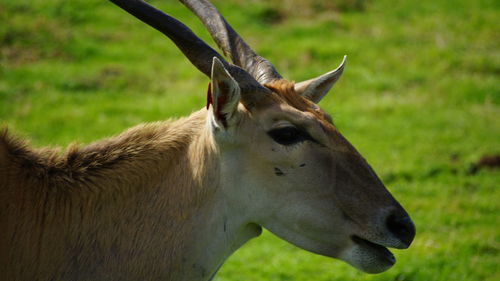 Close-up of deer on field