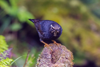 Close-up of bird perching on plant