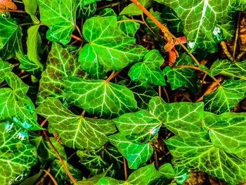 Full frame shot of plants