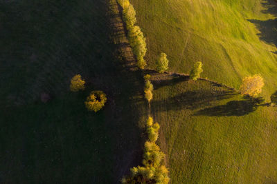 High angle view of trees on field