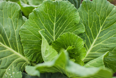 Close-up of leaves on plant