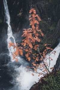 Autumn tree by waterfall in forest