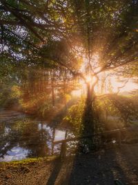 Sun shining through trees