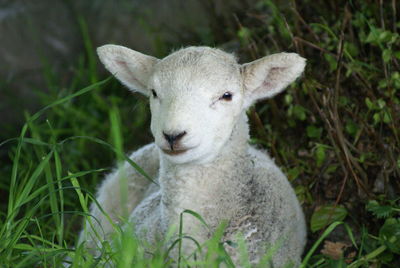 Close-up portrait of sheep on field