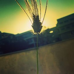 Close-up of flower against blurred background