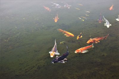 High angle view of koi carps swimming in lake