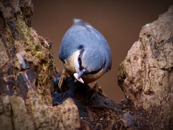 Close-up of bird perching on rock